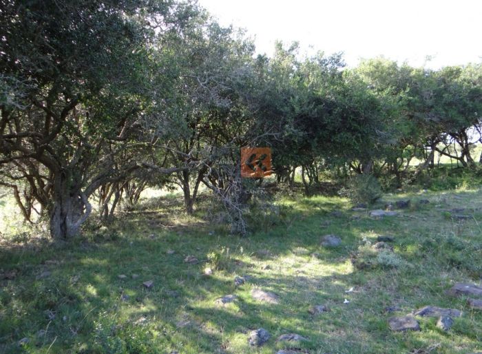 imagen  de la propiedad 63433