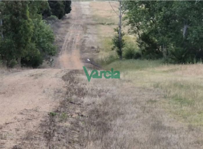 imagen  de la propiedad 142564