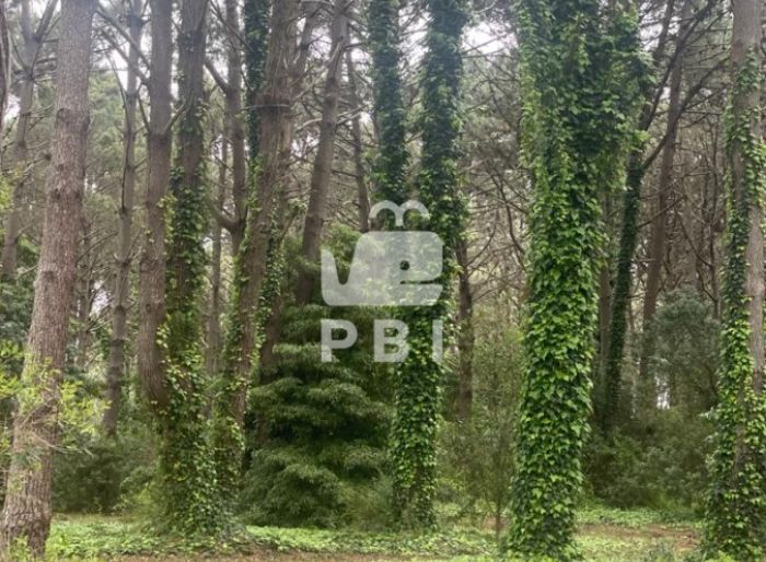 imagen  de la propiedad 62594