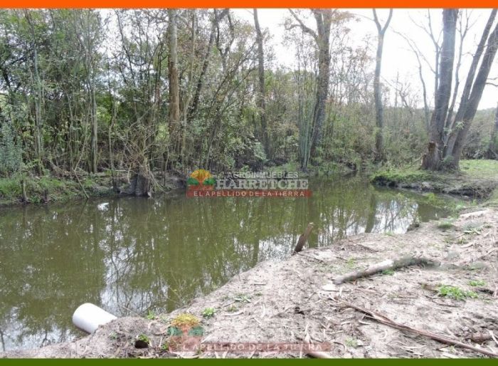 imagen  de la propiedad 117981