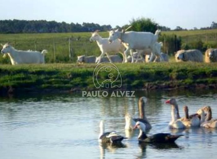 imagen  de la propiedad 170033